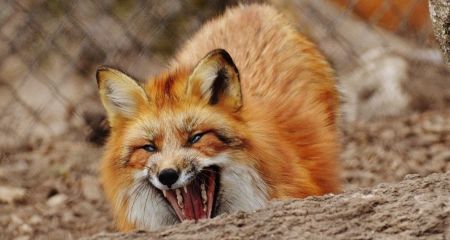 В Каменском районе будут раскладывать приманки с вакциной от бешенства: как на это стоит реагировать