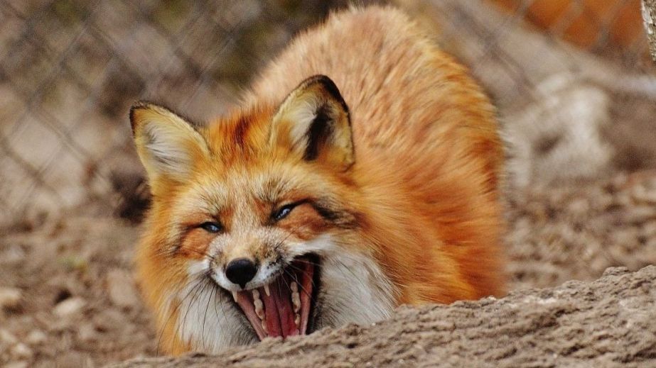 У Кам&rsquo;янському районі будуть розкладати принади з вакциною від сказу: як на це варто реагувати