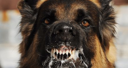 На Днепропетровщине стая собак нападает на детей (ВИДЕО)