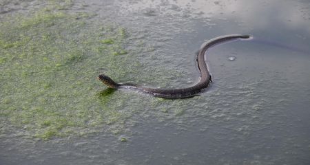 В Днепре заметили водяную змею (ВИДЕО)