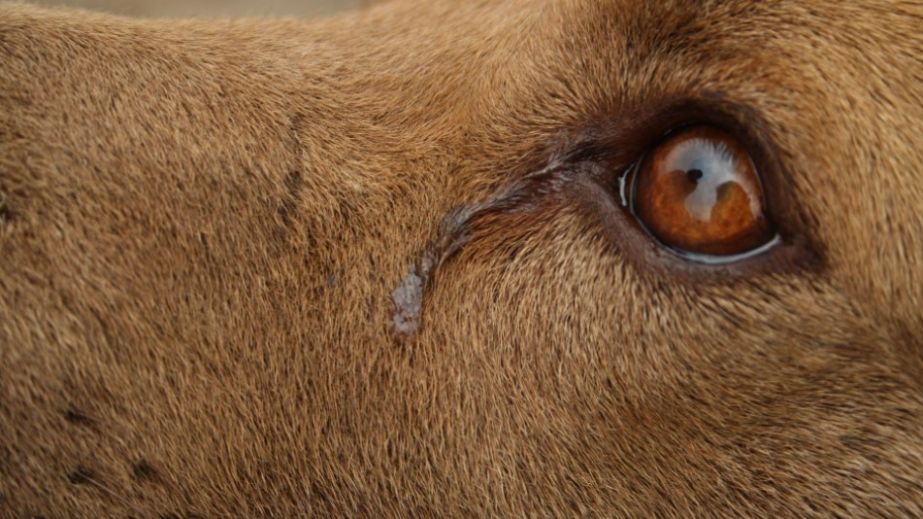 Місяць без їжі та води: у Кривому Розі в зачиненій квартирі виявили ледь живих собак (ВІДЕО)