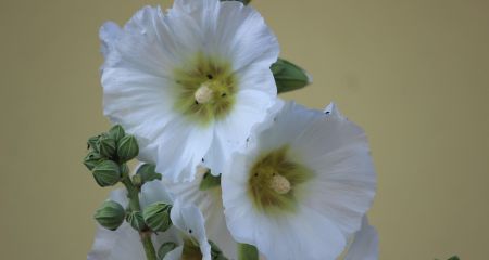 До Нового року два тижні, а у Дніпрі зацвіли мальви (ФОТО)