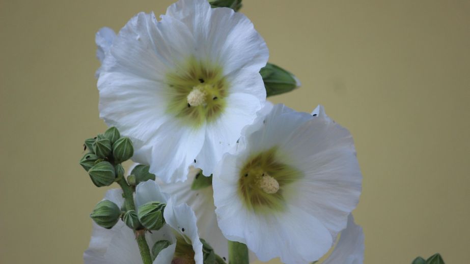 До Нового року два тижні, а у Дніпрі зацвіли мальви (ФОТО)