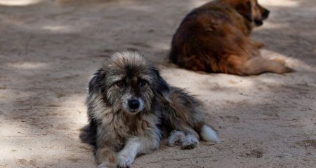 У Кривому Розі зграя безпритульних собак накинулася на жінку з дитячим візочком (ФОТО)