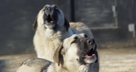 Зграя безпритульних собак накинулася на дівчат-підлітків у Дніпрі (ВІДЕО)