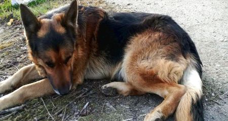 У Нікополі старий собака місяць лежав на звалищі на тому місці, де його покинув господар