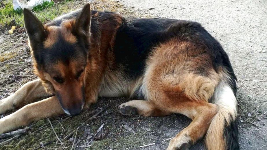 В Никополе старая собака месяц лежала на свалке на том месте, где ее покинул хозяин