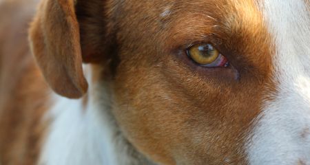 В Днепре пропала собака, которую привезли на лечение из Никополя (ФОТО)