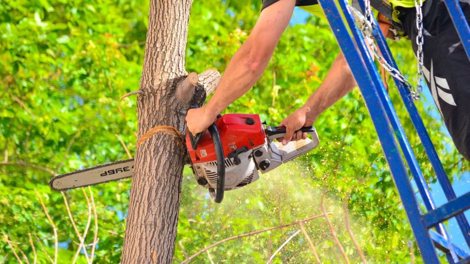 В парке Кривого Рога обрезали деревья до столба (ФОТО)
