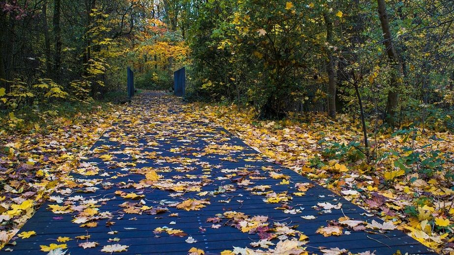 Якою буде погода у Дніпрі 13 листопада