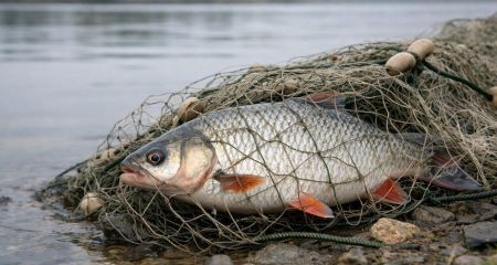 На Дніпропетровщині з 1 квітня стартує нерестова заборона: що треба знати рибалкам