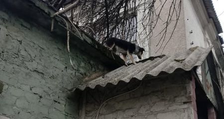 В Каменском мальчик спас собак и сам не смог спуститься с крыши: вмешалась полиция (ФОТО)