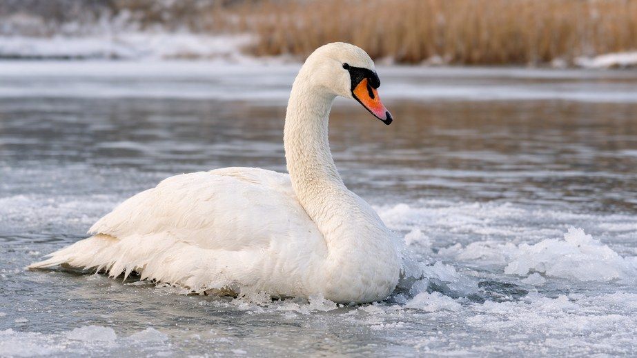 У Дніпрі патрульні звільнили лебедя, який примерз до криги (ВІДЕО)