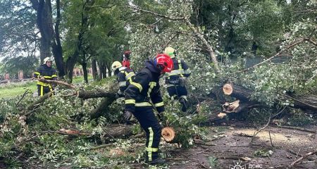В Павлограде спасатели убирали упавшее на дорогу дерево