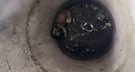 В Каменском спасли собачку из бетонной ловушки (ФОТО)