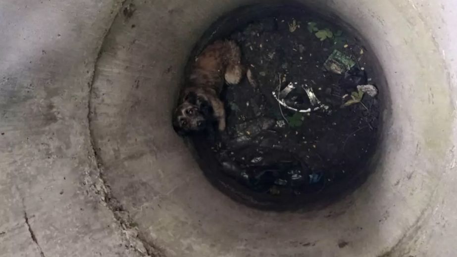 У Камʼянському врятували песика з бетонної пастки (ФОТО)