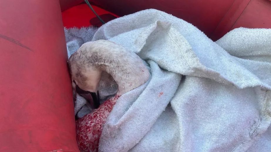 У Камʼянському загинув лебідь, якого знайшли примерзлим до криги