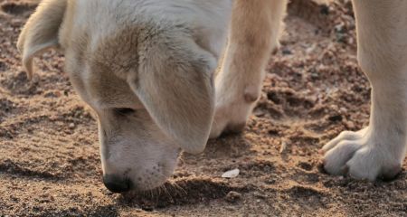 В спальном районе Кривого Рога от яда погибли 8 собак (ФОТО, ВИДЕО 18+)