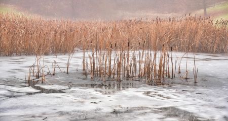 На замерзаючому ставку у Кривому Розі помітили пораненого лебедя (ВІДЕО)