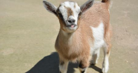 Рогатый гость в два часа ночи: в Днепре в подъезд многоэтажки подбросили козу (ВИДЕО)